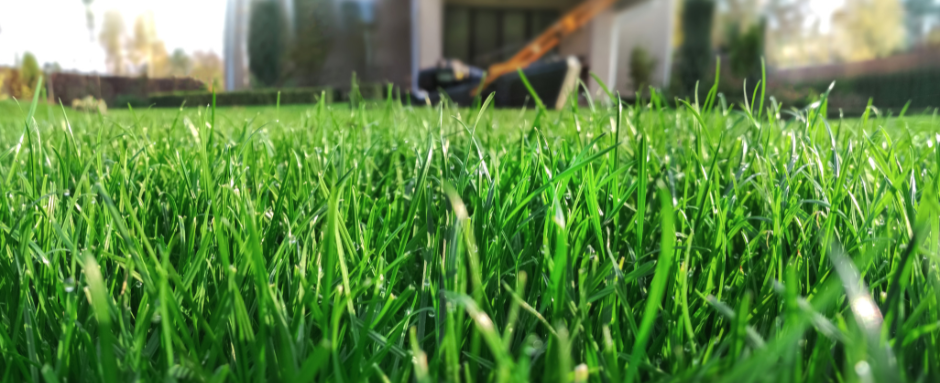Grass from ground angle